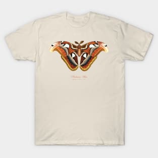 Moth - Atlas Moth, Phalaena Atlas, Attacus Atlas T-Shirt